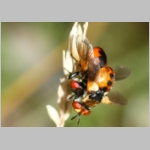 Gymnosoma sp - Raupenfliege 23c 7mm Sandgrube Niedringhaussee.jpg